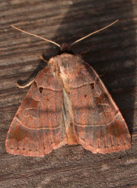 Pale-banded Dart